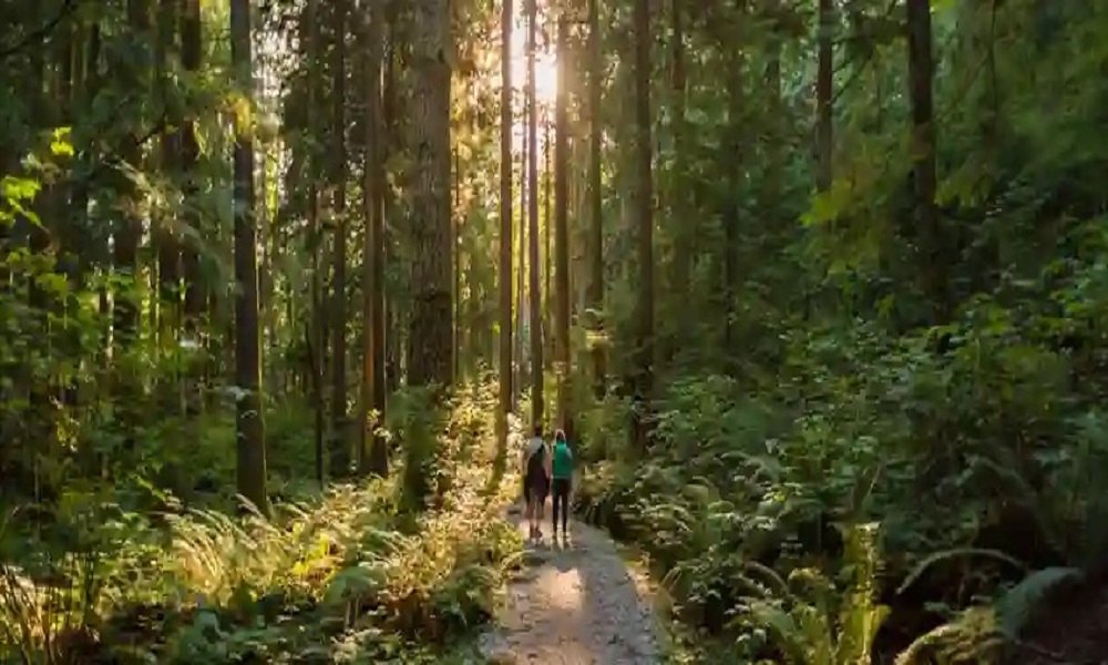 B.C. Launches New Forest Advisory Council to Guide Stewardship
