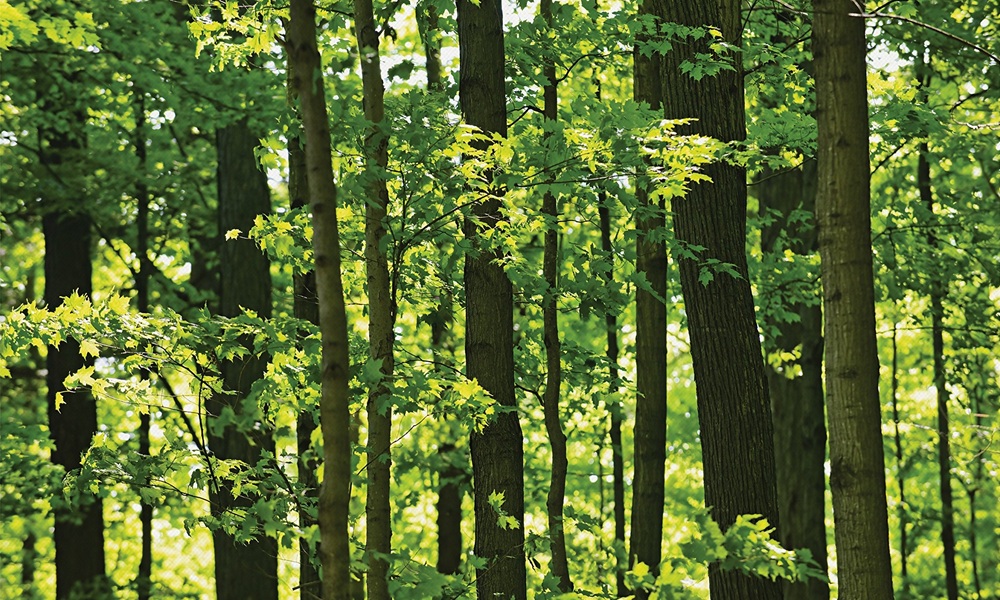 UPM Strengthens Pulpwood Supply through Versowood Deal
